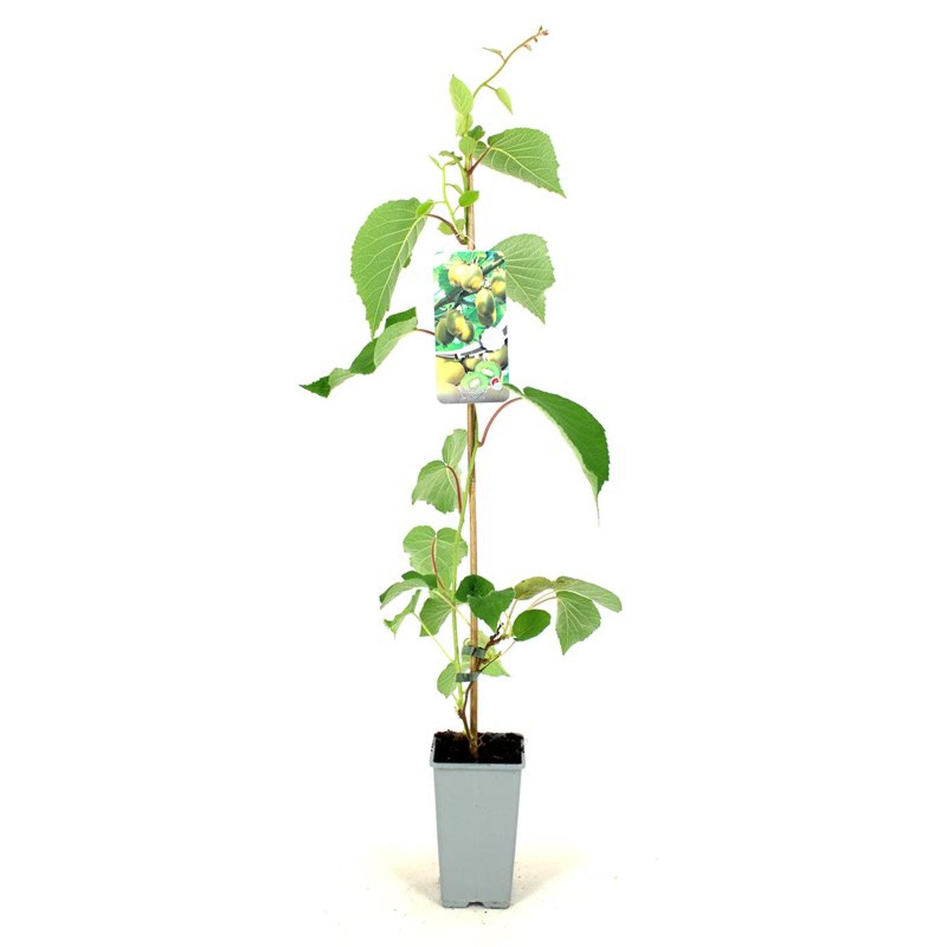 Actinidia d. 'Jenny' - C2 80-100 CM Stick
